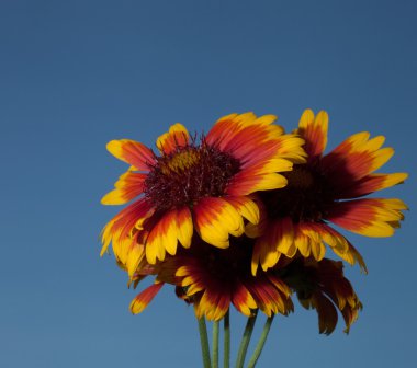 Bahar çiçekleri ile gök