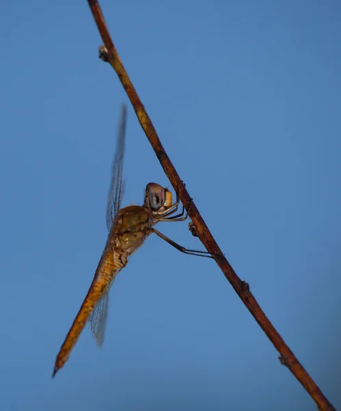 Langer Aufstieg für eine Libelle — Stockfoto