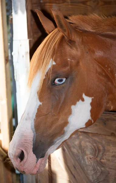 Cavalo a olhar para a câmara — Fotografia de Stock