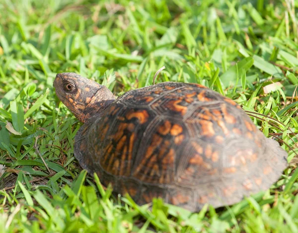 Tortuga mirando hacia atrás —  Fotos de Stock