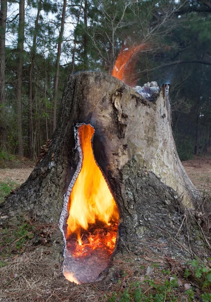 Flaming pine stubbe — Stockfoto