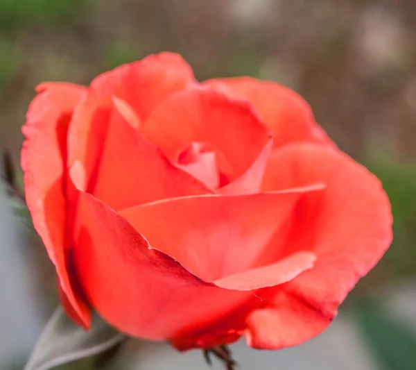 Rosa rosa rosa flor — Fotografia de Stock