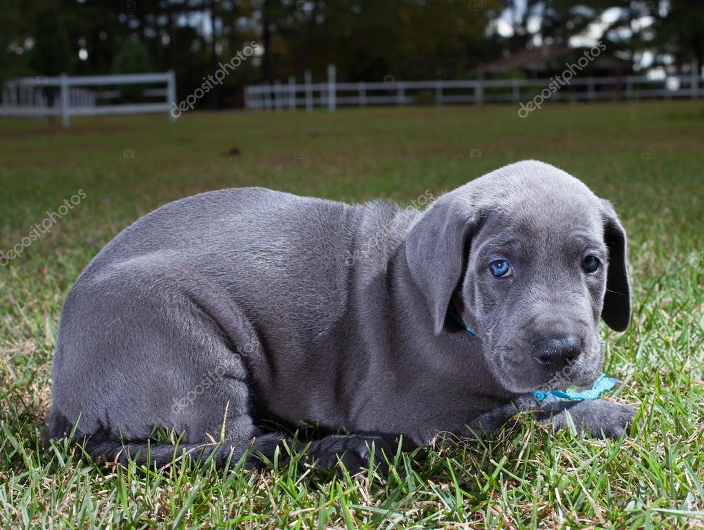 Cachorro solitario Gran Danés — Foto de stock © gsagi #128000140, image size:1023x770
