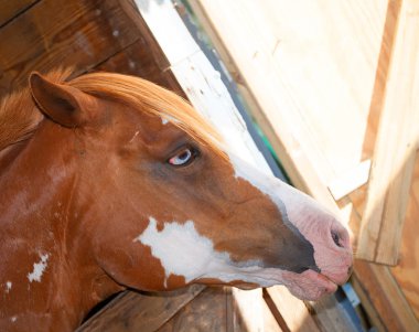 Onun kaçış planlama