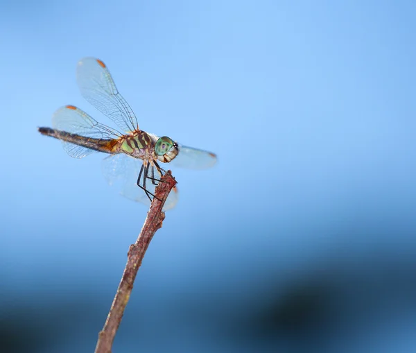 Gelukkig Dragonfly op een stick — Stockfoto