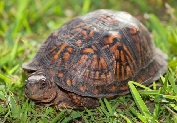 Tortuga tímida en la hierba —  Fotos de Stock