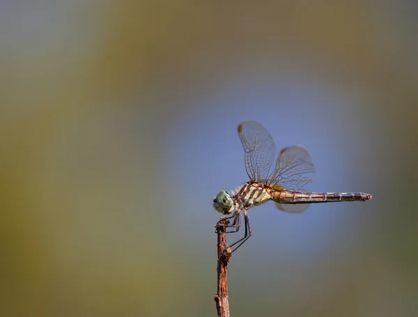 Dragonfly in Profile — Stock Photo, Image