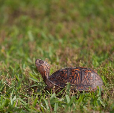 Turtle'nın bahçesinde arama