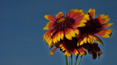 Akşam çiçek zafer