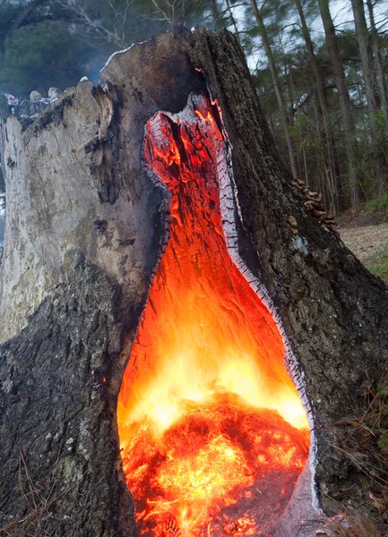 Brinnande stubbe — Stockfoto