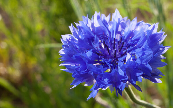 Backlit spring bloom