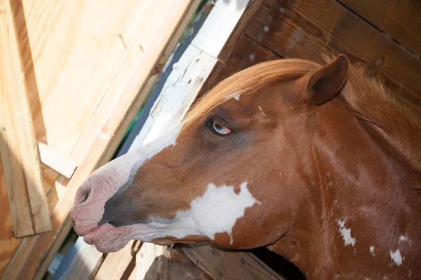 Fáradt ló egy bódé — Stock Fotó