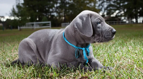 Calma gran cachorro danés — Foto de Stock