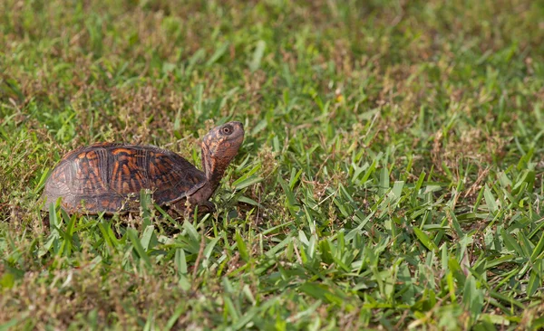 Tartaruga ensolarada na grama — Fotografia de Stock