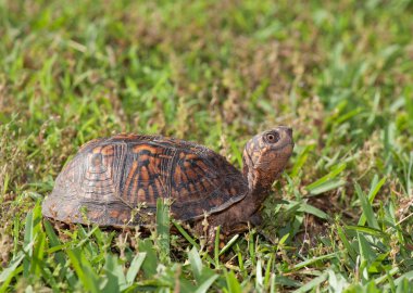 Çim meraklı kaplumbağa