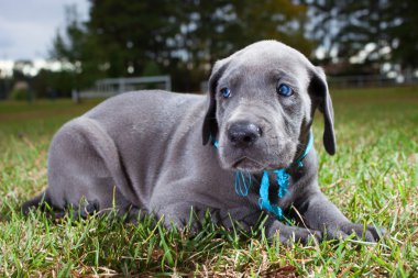 Büyük mavi Danua köpek yavrusu