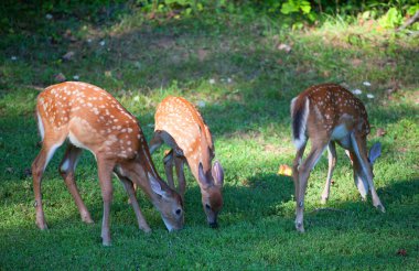 Öğleden sonra açık kahverengi geyik yemek