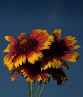 Çiçeklenme ile gök