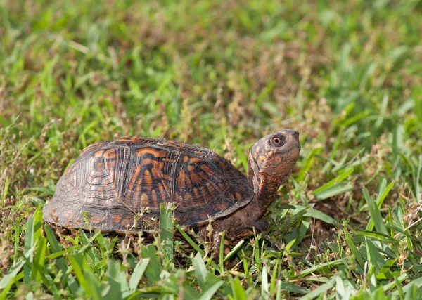 Tortuga curiosa en la hierba —  Fotos de Stock