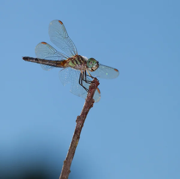 Smiling Dragonfly on a stick — Stock Photo, Image