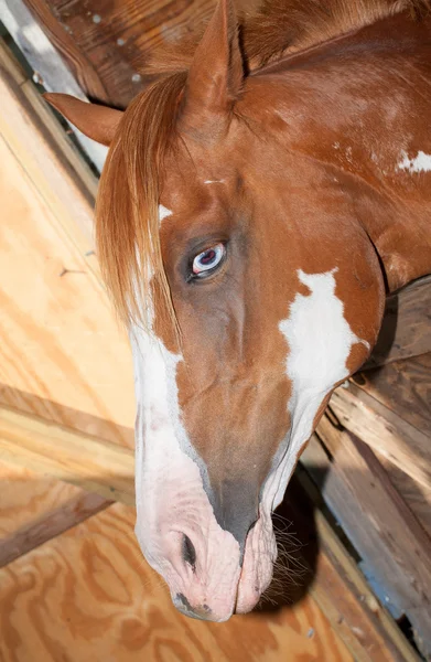 Grumpy häst i en lada — Stockfoto