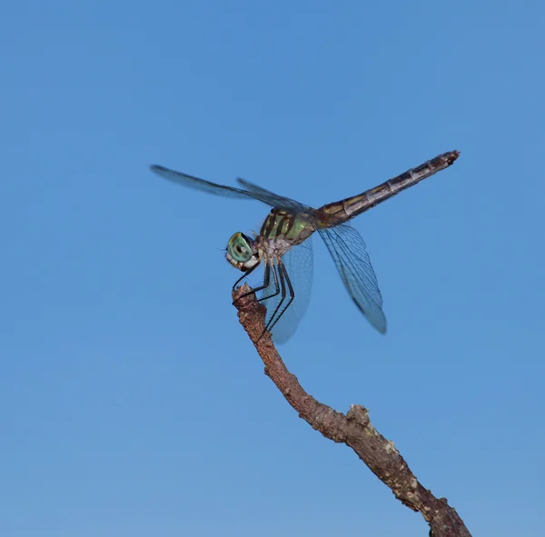 Dragonfly ready to Pounce — Stock Photo, Image