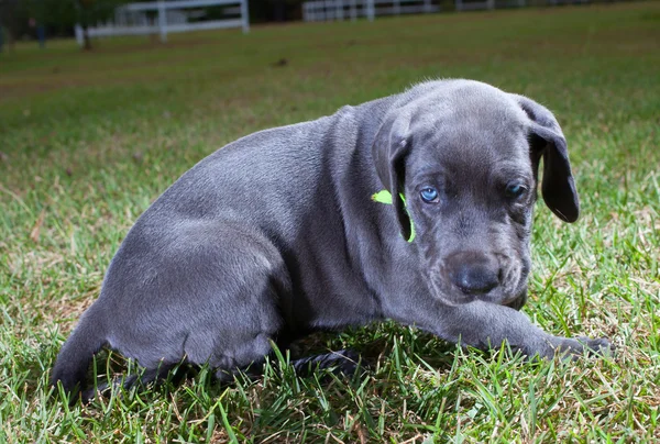 Modré oči štěně — Stock fotografie