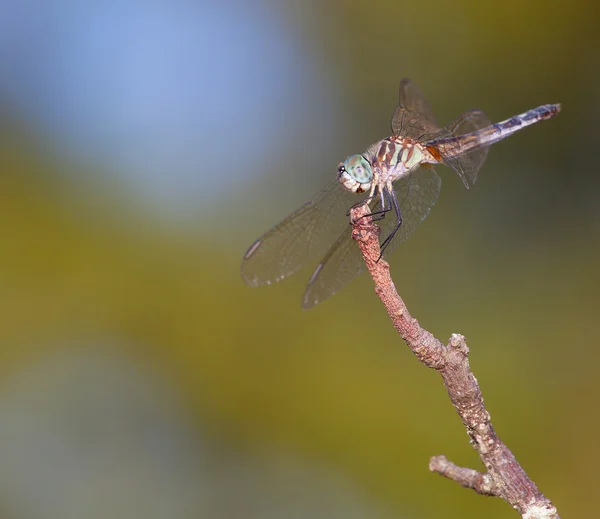 Dragonfly caught in the wind — Stock Photo, Image