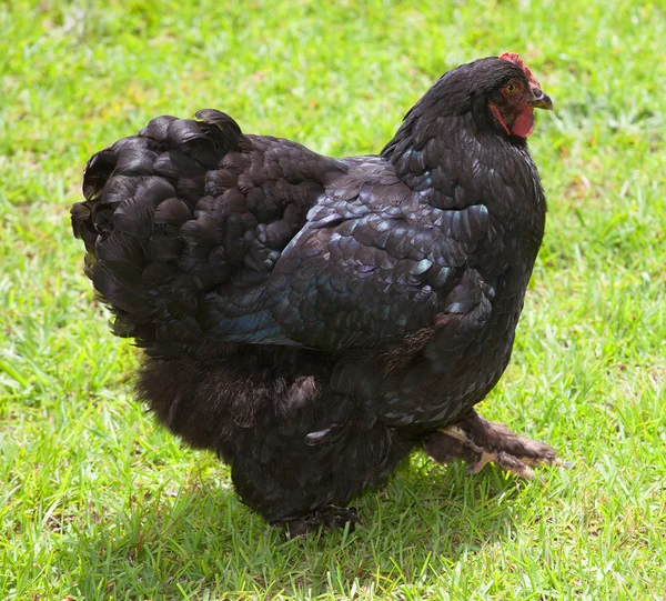 Μαύρο κοτόπουλο κότα — Φωτογραφία Αρχείου