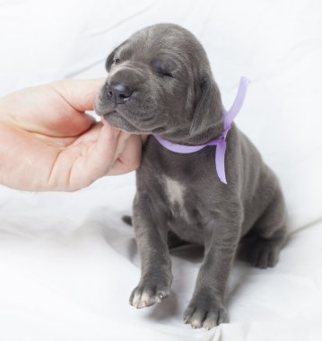 Mükemmel bir Danua köpek yavrusu çizik