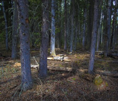 Şafakta kalın orman