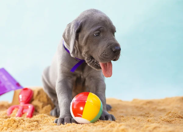 Vakantie pup met speelgoed — Stockfoto