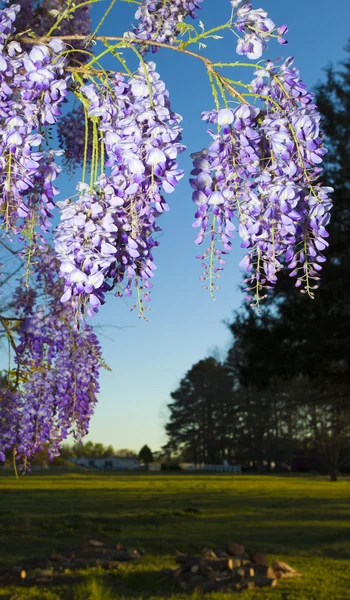 Flores brilhantes na primavera — Fotografia de Stock