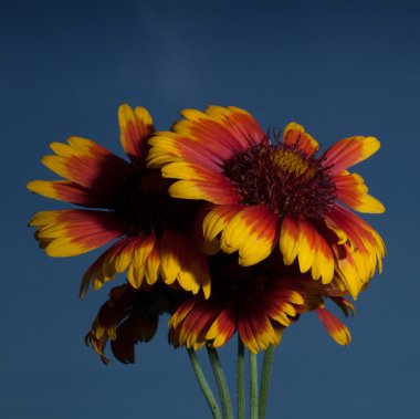 Büyük çiçek çiçekleri