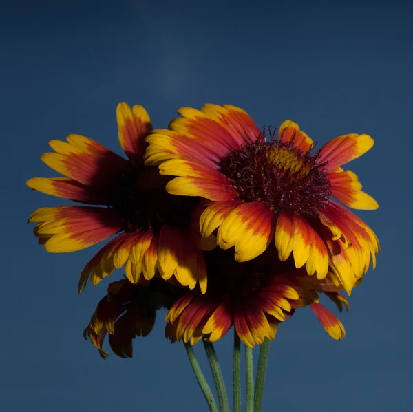 Fiori grandi fioriture — Foto Stock