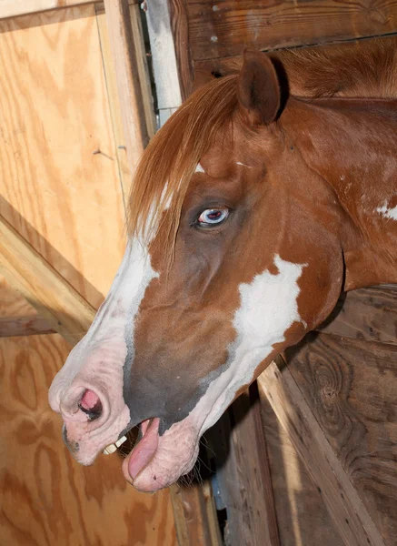 Sprechendes Pferd im Stall — Stockfoto