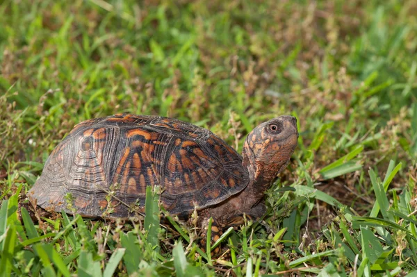 Tortuga lenta en un césped —  Fotos de Stock