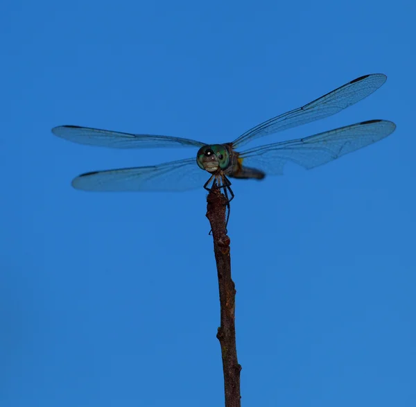 Downrange from a dragonfly — Stock Photo, Image