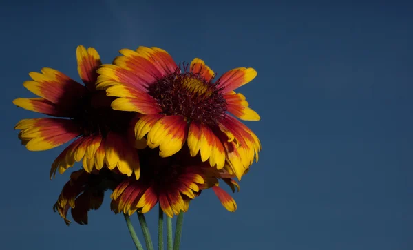 Fabbrica di polline in fiore — Foto Stock