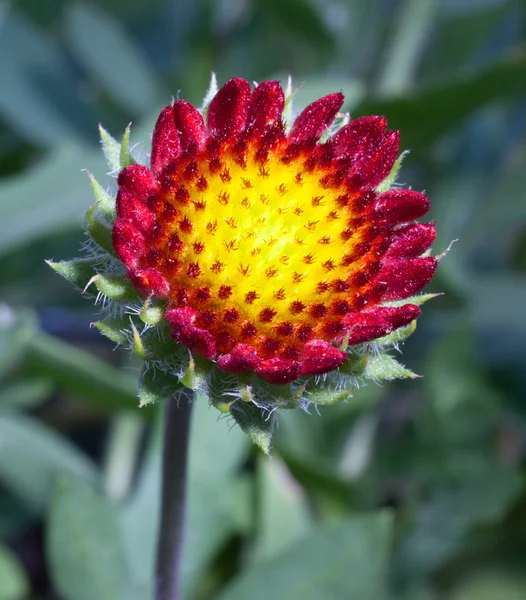 Groeiende gele en rode bloem — Stockfoto