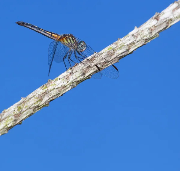 Libellula pronta a colpire — Foto Stock