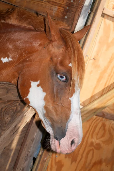 Häst väntar på ett kommando — Stockfoto