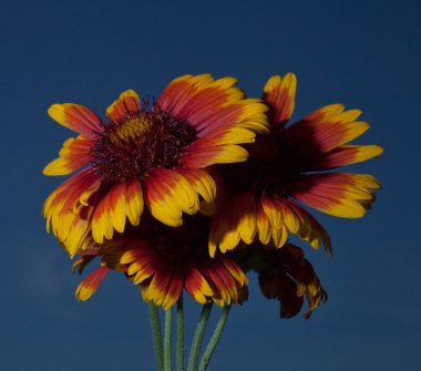Dusk flowers with sky behind