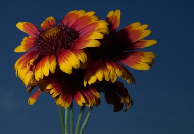 sarı ve turuncu çiçek