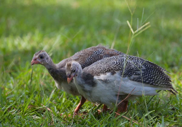 Głodny para guineas — Zdjęcie stockowe