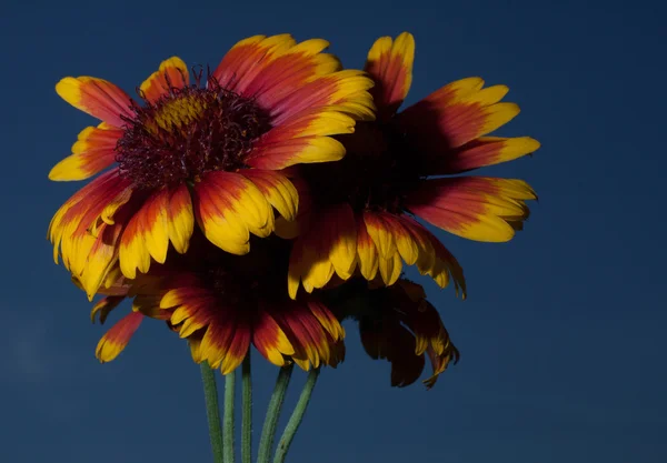 Flor amarilla y naranja — Foto de Stock