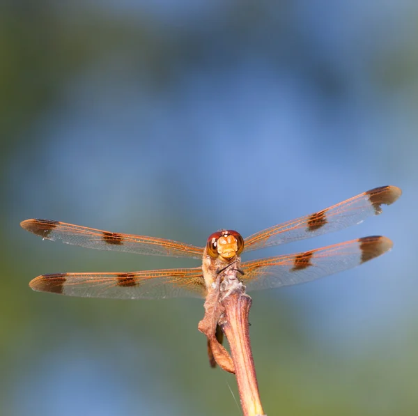 Libélula laranja com céu para trás — Fotografia de Stock