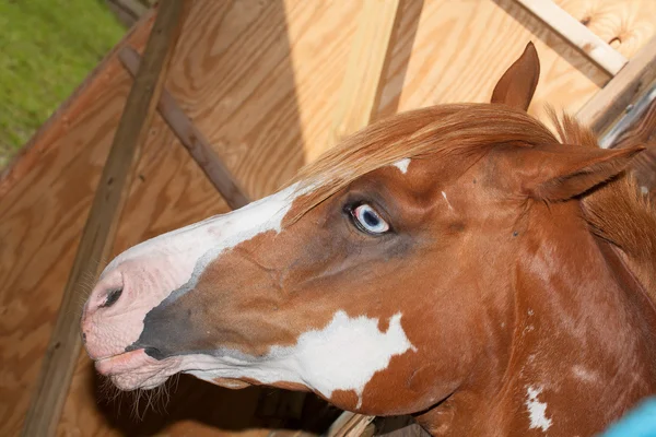 Pferd, das raus will — Stockfoto