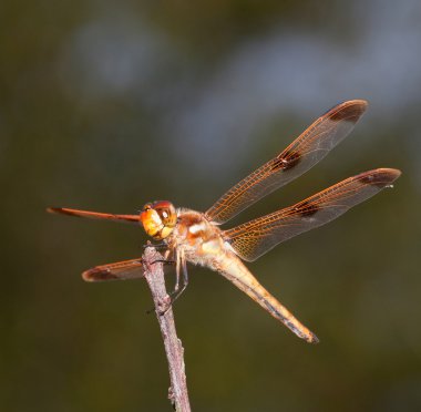 Orange veins on a dragonfly