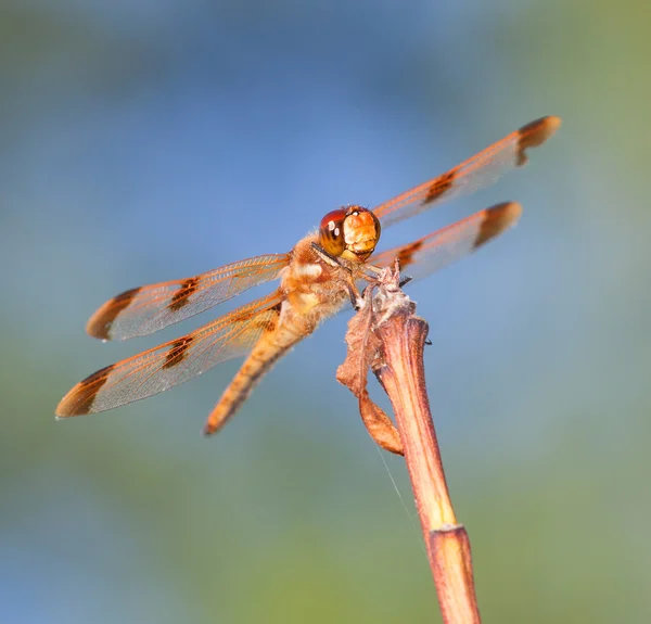 Orange dragonfly på en gren — Stockfoto